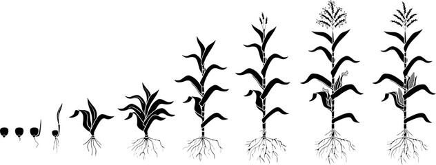 Life cycle of corn (maize) plant. Growth stages from seed to flowering and fruiting plant isolated on white background