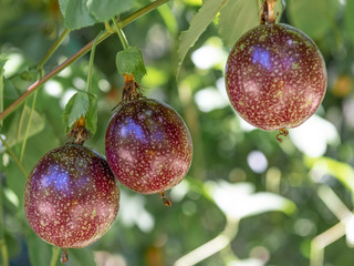 Purple passion fruit at phatthalung , Thailand.