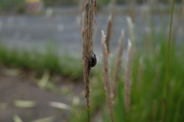 虫