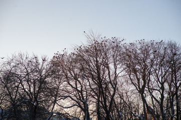 black tree branches.