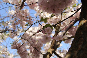 blooming cherry tree in spring