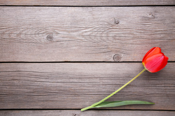Fototapeta na wymiar Red tulip on a grey wooden background.