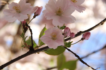 flowers of cherry tree