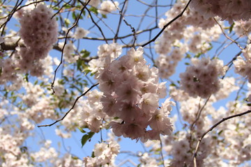 cherry tree blossom