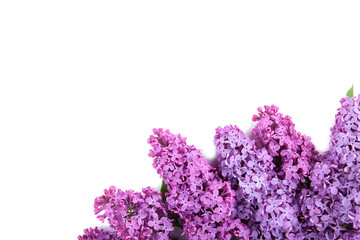 Lilac flowers branch isolated on white background with sample text
