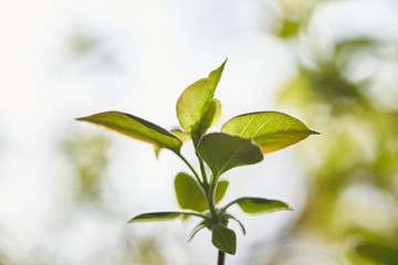 tree branch with green leaves on blurred background
