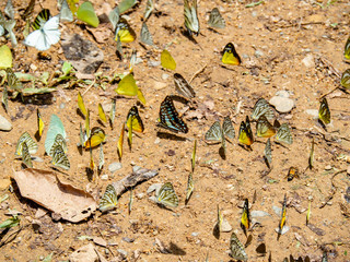 Beautiful on Butterfly with blur background and group of butterflies on surface ground. Insect world Bankrang camp, Phetchaburi province, Thailand National Park.