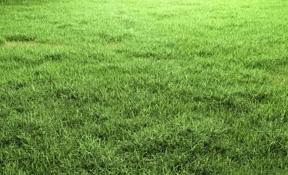 Green grass field