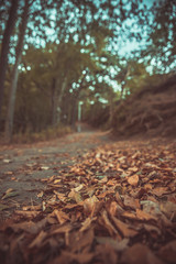 forest in autumn