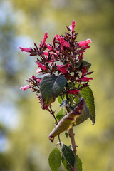 Red flowering Karwinkii's Sage (Salvia karwinskii Benth.)