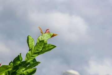 Green plant. green leaf under the white clouds
