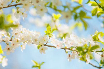 Close up blooming lush trees on a sunny day. Fresh seasonal background. Flowering orchard in spring time.