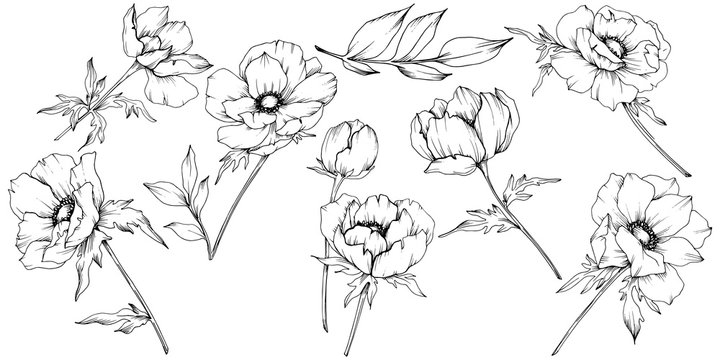 19,829 BEST Anemone Flower IMAGES, STOCK PHOTOS & VECTORS | Adobe Stock