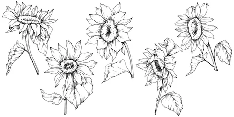 Poster Vector Sunflower floral botanical flowers. Black and white engraved ink art. Isolated sunflower illustration element. © yanushkov