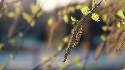 Beautiful nature background. Summer, spring concepts. Copy space. Fresh juicy young birch leaves in nature in the rays of the sunset warm sunlight with beautiful sparkling bokeh. Template for design