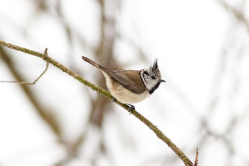 Crested tit