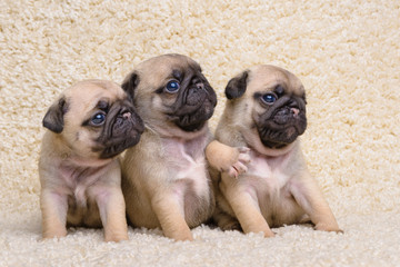 three pug puppies