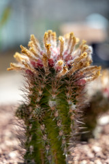 Eriosyce paucicostata (F.Ritter) Ferryman just finished flowering