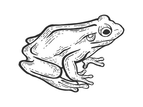 Frog toad animal sketch engraving vector illustration. Scratch board style imitation. Black and white hand drawn image.