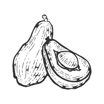 recommend clip art: Avocado plant sketch engraving vector illustration. Scratch board style imitation. Hand drawn image.