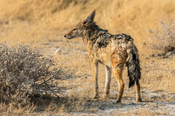 View of a jackal hunting in Etosha National Park in Namibia