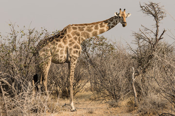 Naklejka na ściany i meble A giraffe in the African savannah, Etosha Park in Namibia