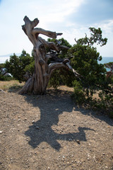 Relict pine on a rocky seashore of Black sea