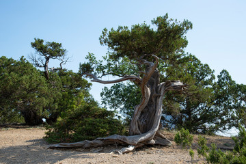 Relic juniper on the rocky shore of the Black Sea, Crimea