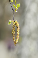 close up of green catkins on alder branch on blurred background