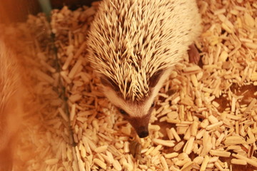 Small playful cute brown and white domestic pet African pygmy hedgehog at a hedgehog cafe, Southeast Asia