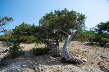 Relic juniper on the rocky shore of the Black Sea, Crimea