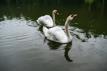Swans on pond