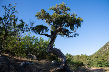 Fototapeta na wymiar Relic juniper on the rocky shore of the Black Sea, Crimea
