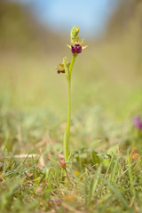Obraz na płótnie Canvas Flowering Ophrys sphegodes - spider orchid