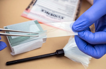 Specialized police taking shows hairs in microscope holder to analyze in scientific laboratory,...