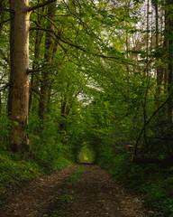 path in the forest