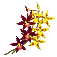 Cambria orchids with dark red and yellow flowers. Vector illustration isolated on white background.