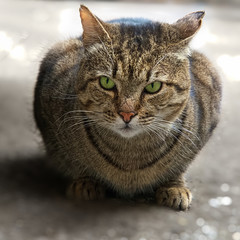 Extremely cute green-eyed alley cat