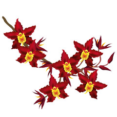 Branch of Cambria orchid with dark red flowers. Vector illustration isolated on white background.