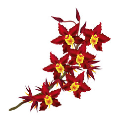 Dark red Cambria orchid flowers. Vector illustration isolated on white background.
