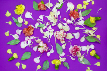 Fototapeta na wymiar Multicolored flowers, petals and leafs of carnations on a purple background