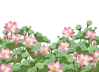 Foto op Plexiglas Pistache Lotusbloemen met bladeren en zaaddozen. Hand getekend vectorillustratie van lotus planten (Nelumbo nucifera) met ruimte voor tekst op witte achtergrond.