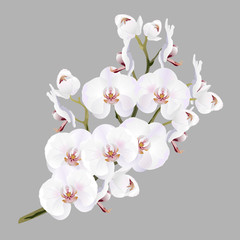 Fototapeta premium White orchid flowers (Phalaenopsis). Realistic vector illustration on gray background.