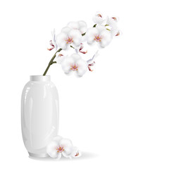 White orchid flowers in white vase. Realistic vector illustration on white background.