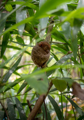 tarsier smallest monkey philippines bohol