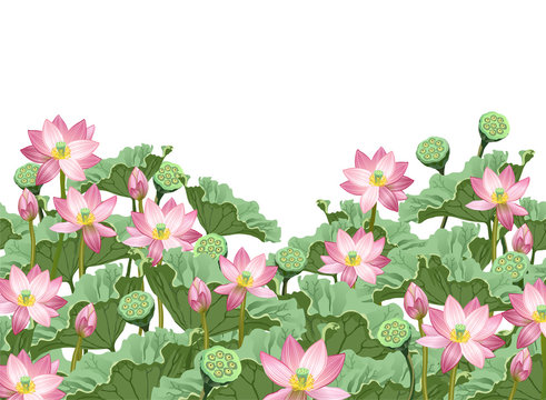 Lotus flowers with leaves and seed pods. Hand drawn vector illustration of lotus plants (Nelumbo nucifera) with space for text on white background.