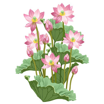 Lotus flowers and leaves. Hand drawn vector illustration of lotus plant (Nelumbo nucifera) on white background.