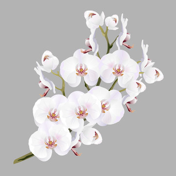 White orchid flowers (Phalaenopsis). Realistic vector illustration on gray background.