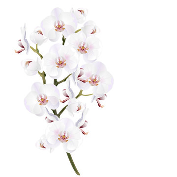 White orchid flowers (Phalaenopsis). Realistic vector illustration on white background.