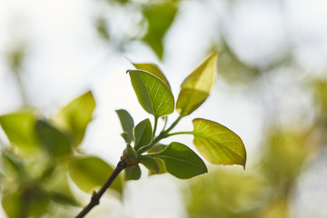 close up of tree branch with green leaves in daylight